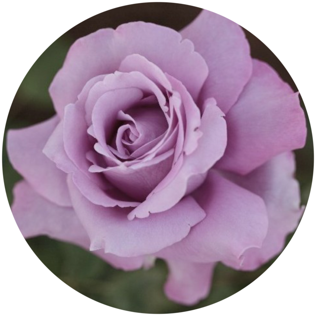 Emma Mackenzie's Avatar